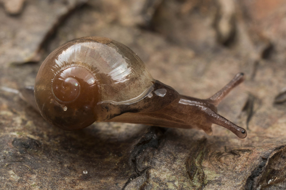 Konglassnäcka Vitrina pellucida